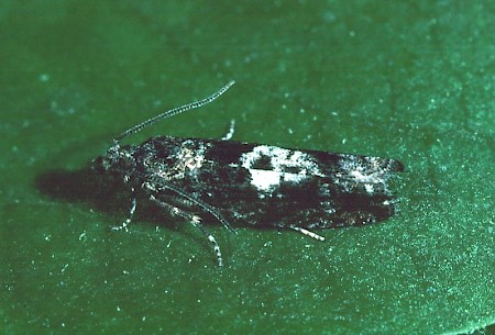 Epinotia immundana