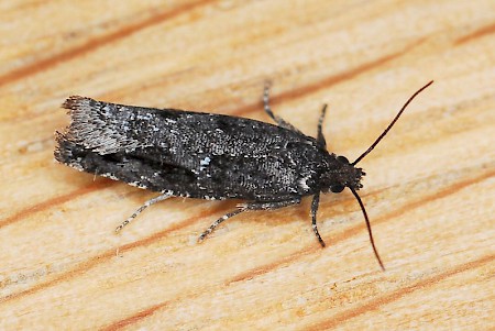 Epinotia crenana