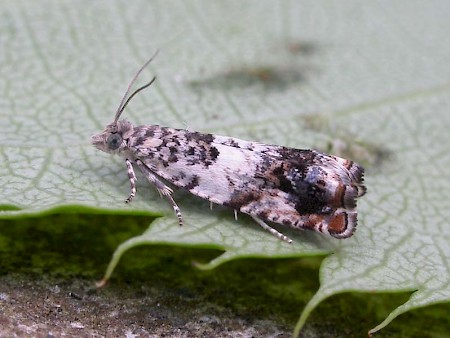 Epinotia subocellana