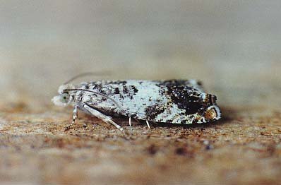 Epinotia subocellana