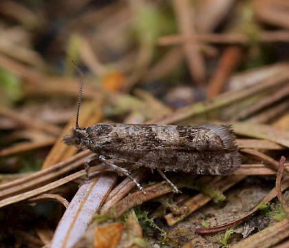 Adult • Dalby Forest, N. Yorkshire • © Graham Featherstone