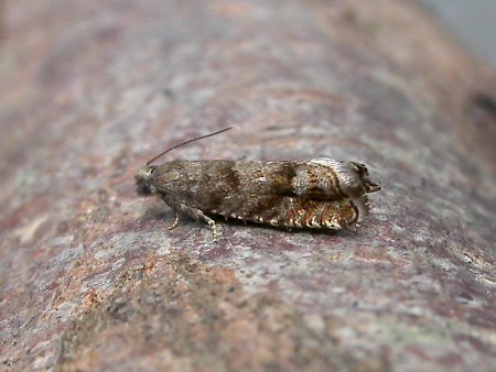 Dark Spruce Bell Epinotia subsequana