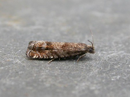 Dark Spruce Bell Epinotia subsequana