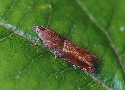 Nut Bud Moth Epinotia tenerana