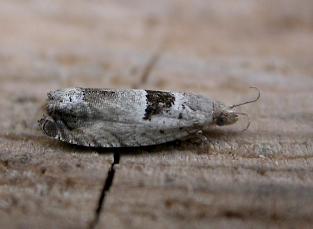 Epinotia ramella