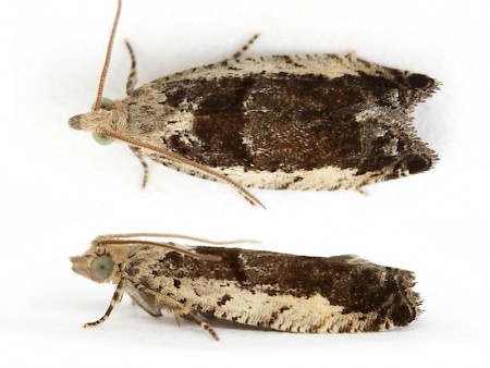 Epinotia ramella