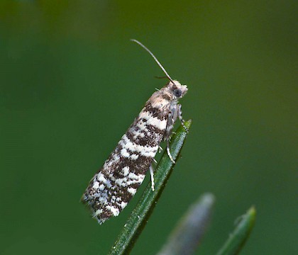 Adult • Hunthouse Wood, Worcestershire • © Patrick Clement