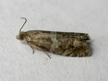 Epinotia fraternana