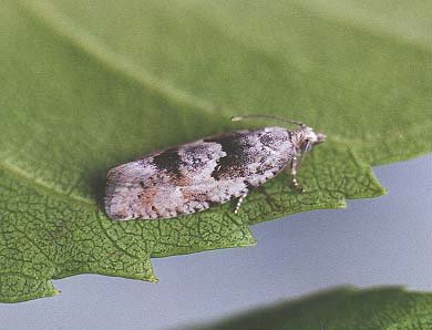 Epinotia bilunana