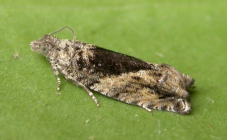 Epinotia nisella