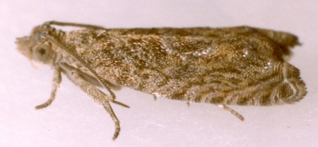 Epinotia nisella