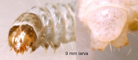 Epinotia nisella