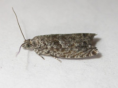 Epinotia cinereana