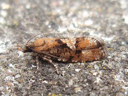 Zeiraphera ratzeburgiana