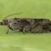 Adult • Reared from larva, Dunham Massey, Cheshire • © Ben Smart