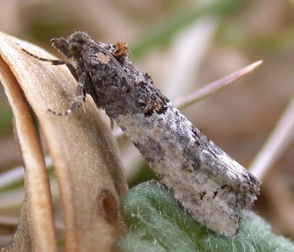 Adult • Gogmagog Hills, Cambs • © John Dawson