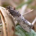 Adult • Gogmagog Hills, Cambs • © John Dawson