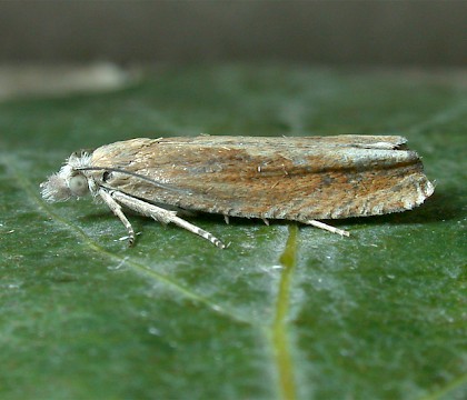 Adult • Clipsham Quarry, Rutland Leics. • © Andy Mackay