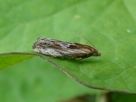 Eucosma cana