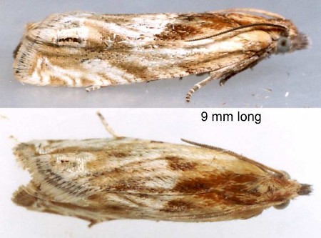 Eucosma cana