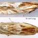 Adult • Ex larva in Cirsium vulgare seedhead, S.Lancs. • © Ian Smith