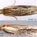 Adult • Ex larva in Cirsium vulgare seedhead, S.Lancs • © Ian Smith