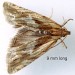 Adult • Ex larva in Cirsium vulgare seedhead, S.Lancs. • © Ian Smith