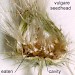 Feeding • Cirsium vulgare seedhead, August, S.Lancs. • © Ian Smith
