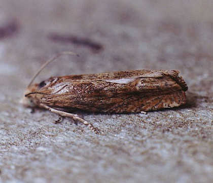 Adult • Gait Barrows NNR, Lancashire • © Ian Kimber