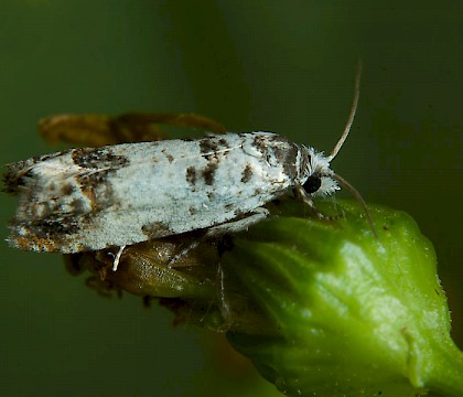 Adult • Langport, Somerset • © John Bebbington FRPS