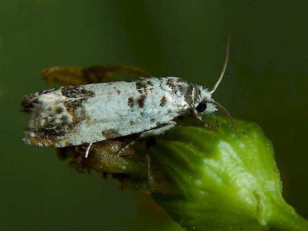 Eucosma campoliliana