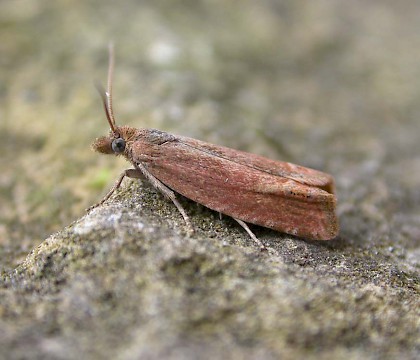 Adult • Pegwell Bay, Kent • © Francis Solly