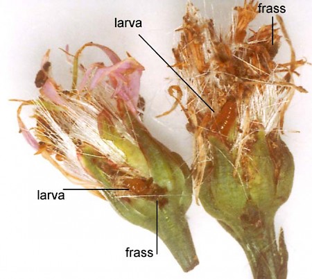 Eucosma tripoliana