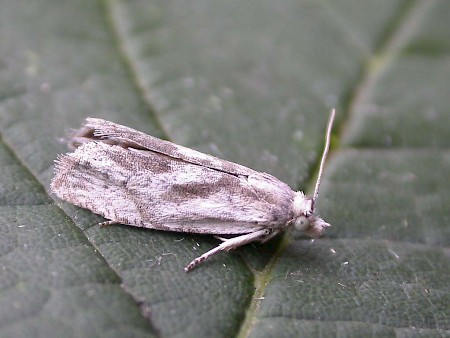 Eucosma metzneriana Adult | UKmoths