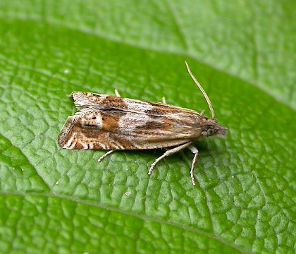 Adult • Gait Barrows NNR, N. Lancs • © George Tordoff