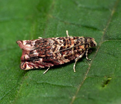 Adult • Lakenheath, Suffolk. ex. larva on Populus • © Patrick Clement