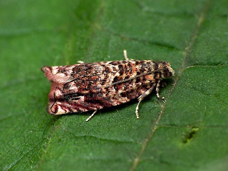 Gypsonoma minutana