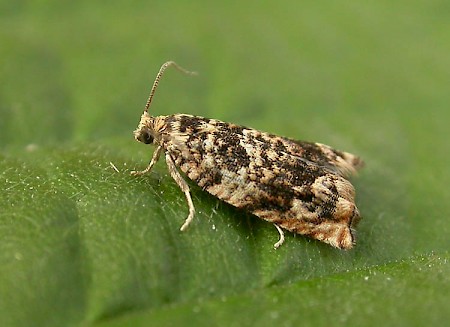 Gypsonoma minutana