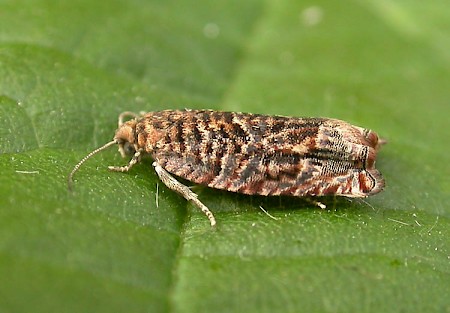 Gypsonoma minutana