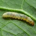 Larva • Lakenheath, Suffolk. On Populus • © Patrick Clement