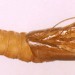 Exuviae • Ex larva on Salix. Flintshire. Imago reared. • © Ian Smith