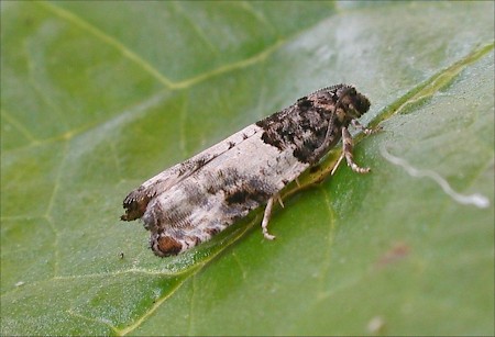 Gypsonoma sociana