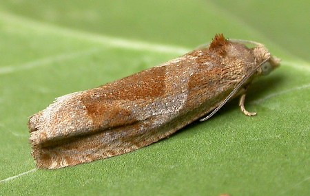 Epiblema foenella