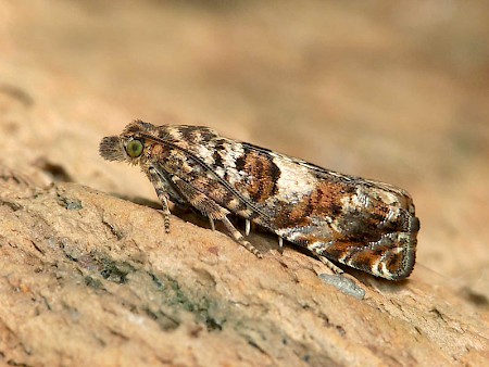 Epiblema costipunctana