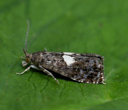 Adult • Monkwood, Worcs. • © Oliver Wadsworth