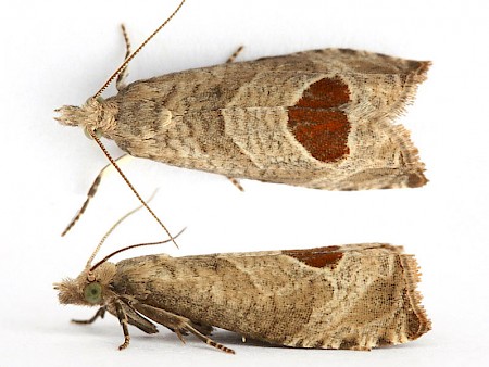 Bramble Shoot Moth Notocelia uddmanniana