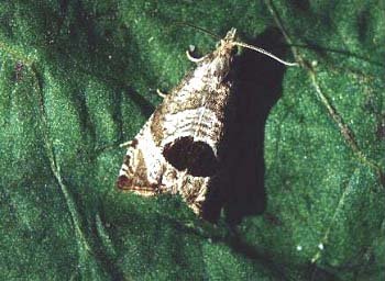 Bramble Shoot Moth Notocelia uddmanniana