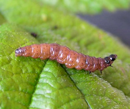 Bramble Shoot Moth Notocelia uddmanniana