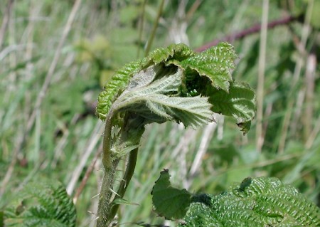 Bramble Shoot Moth Notocelia uddmanniana