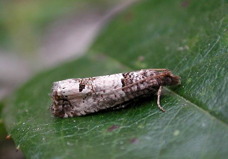 Notocelia incarnatana